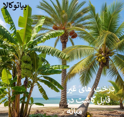 درخت غیر قابل کاشت در میانه